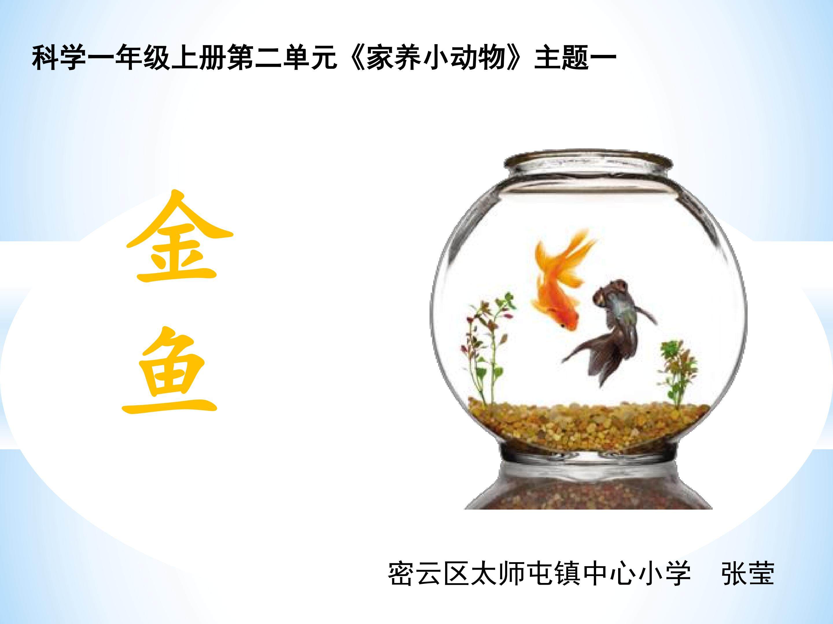 金鱼
