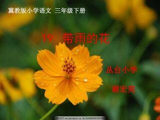 带雨的花