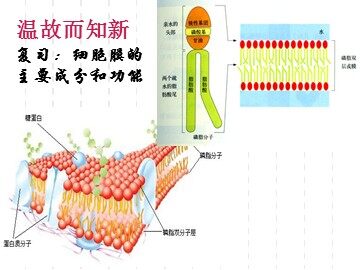 科学前沿  授予诺贝尔化学奖的通道蛋白研究