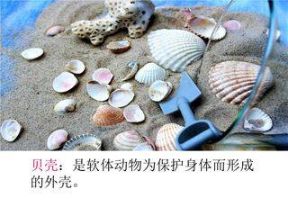 贝的故事