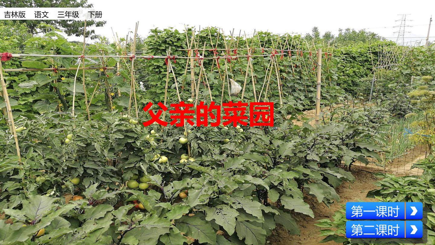 父亲的菜园