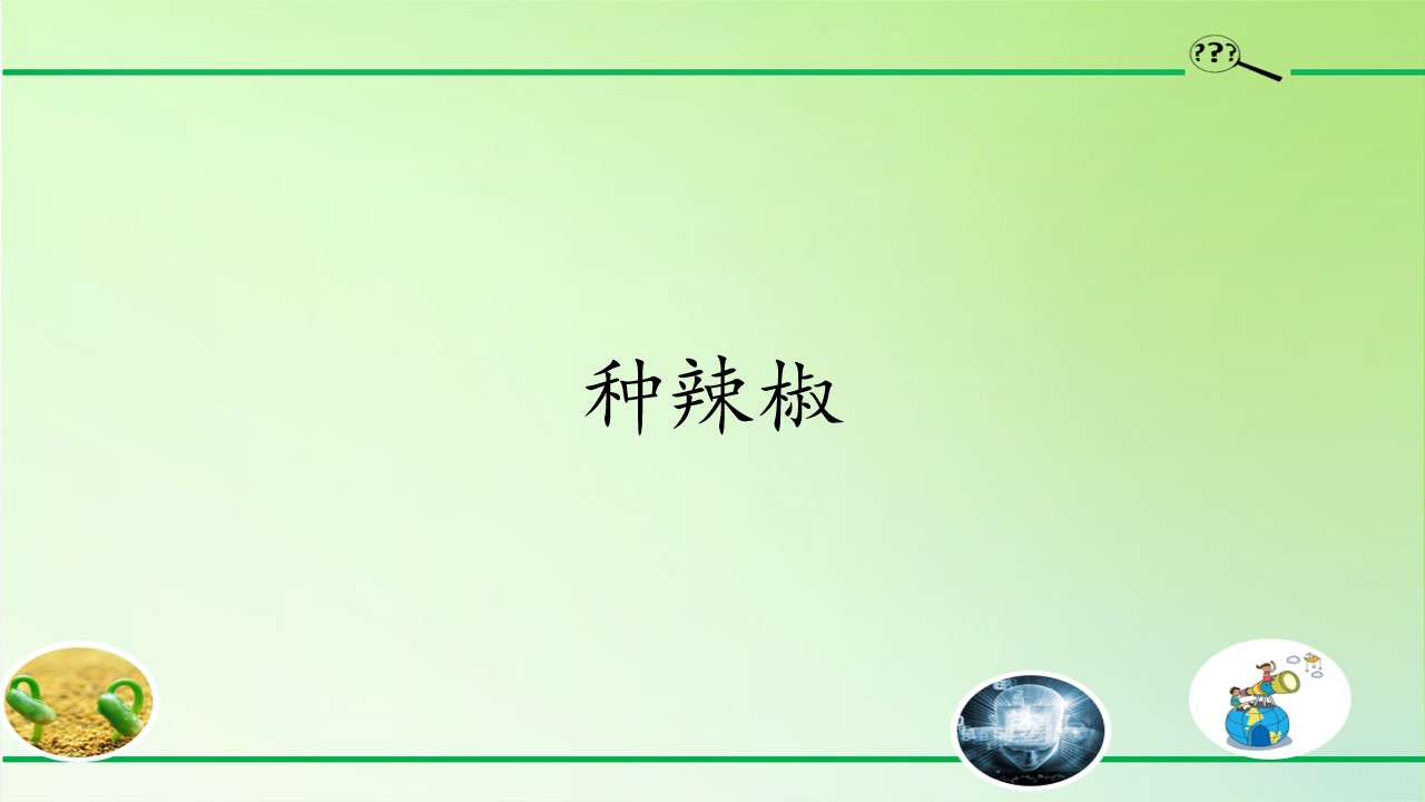 种辣椒