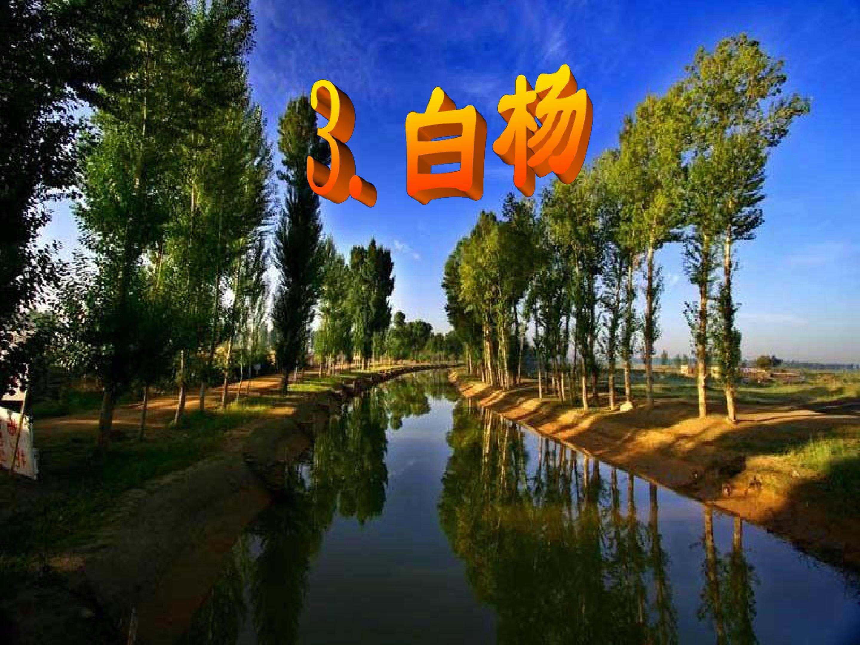 白杨