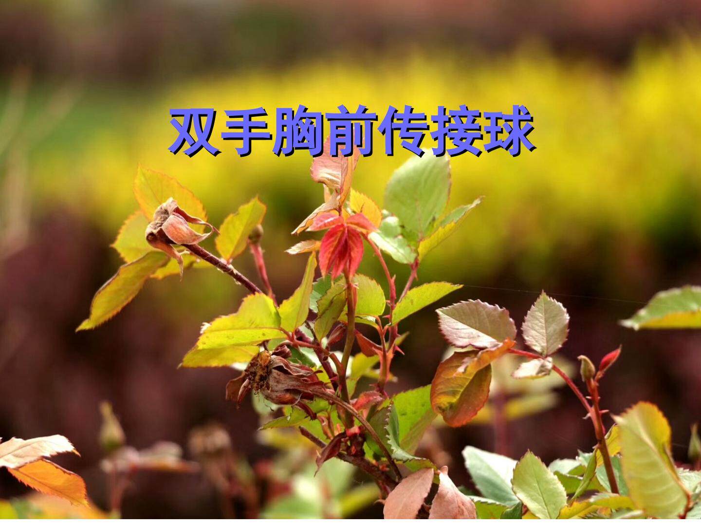 双手胸前传接球