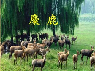 麋鹿_课件1