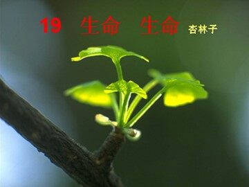 19 生命 生命