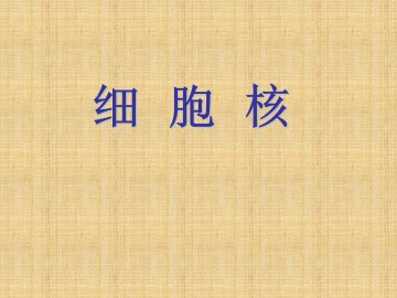 细胞核_课件1