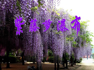 16 紫藤萝瀑布