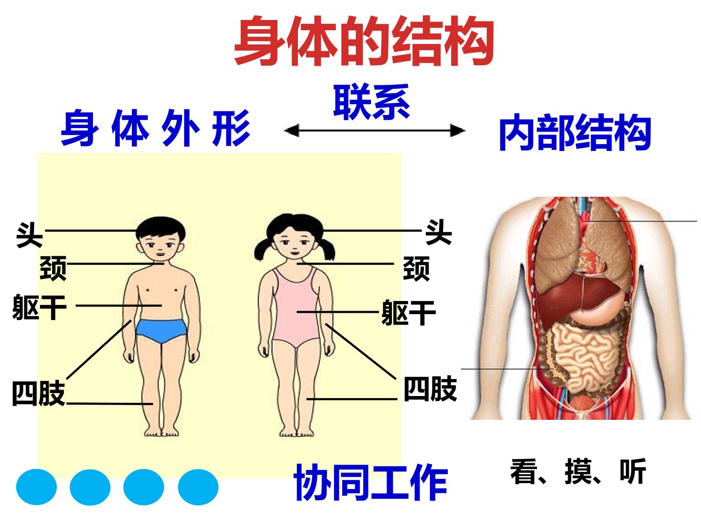 身体的结构