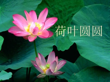 荷叶圆圆_课件2