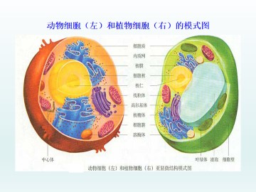 细胞质_课件1