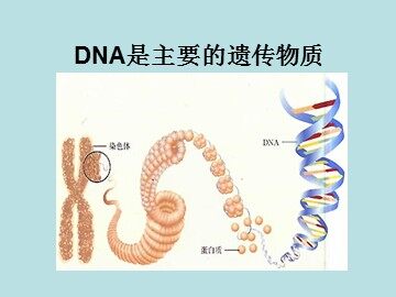 第1节  DNA是主要的遗传物质
