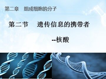 第3节  遗传信息的携带者——核酸