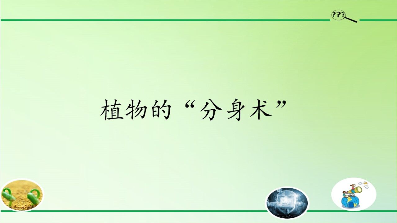 植物的“分身术”