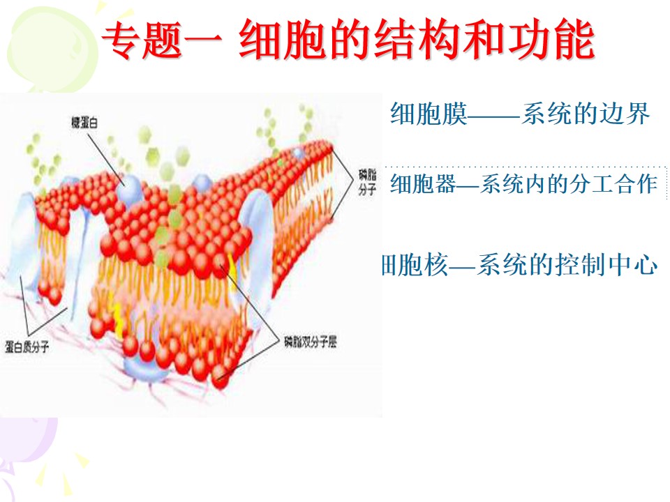 细胞的结构和功能