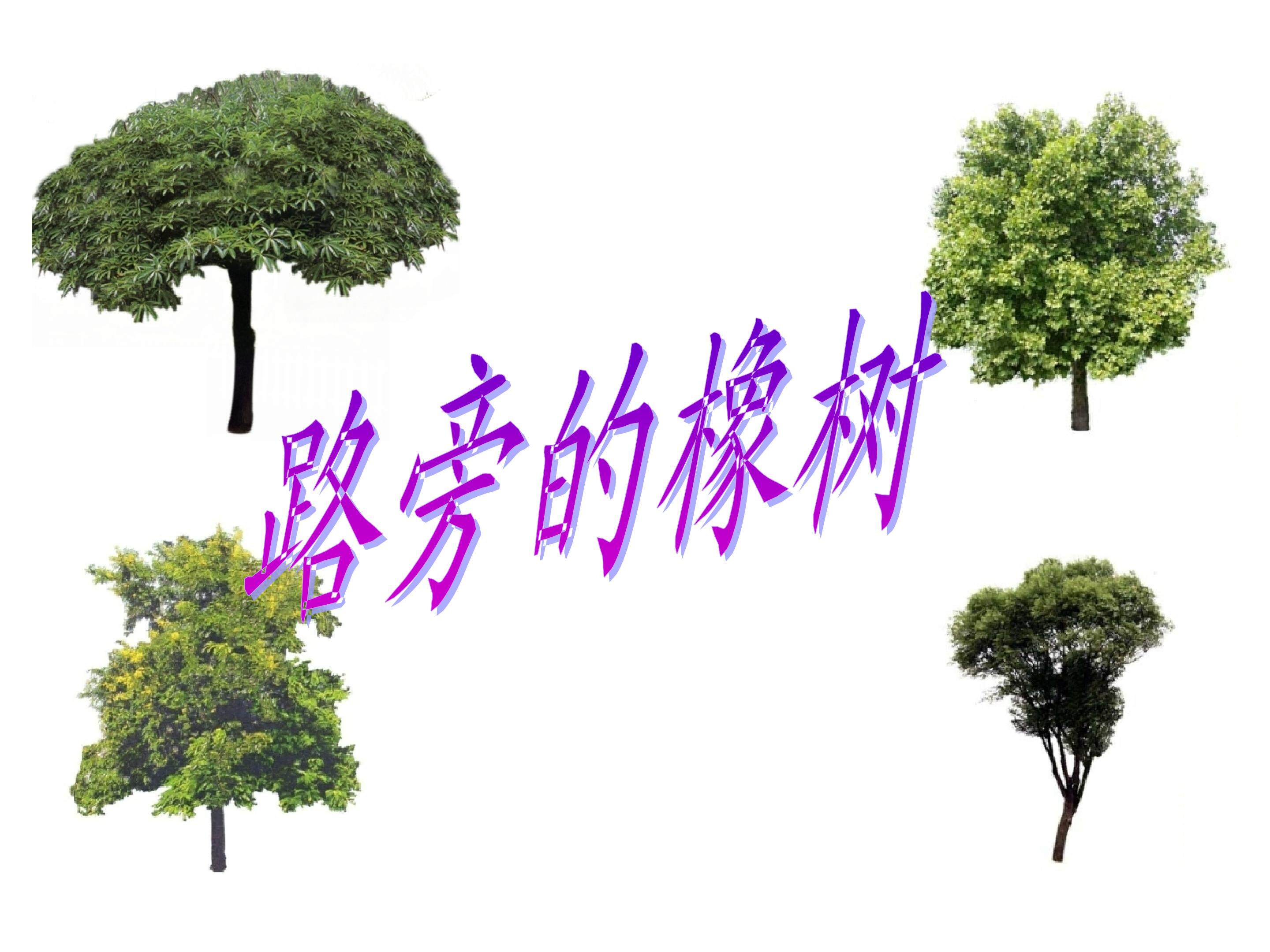路旁的橡树
