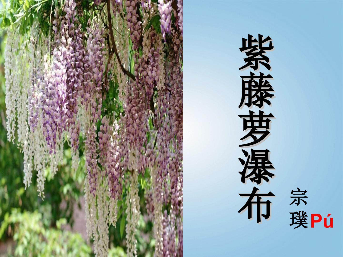 紫藤萝瀑布