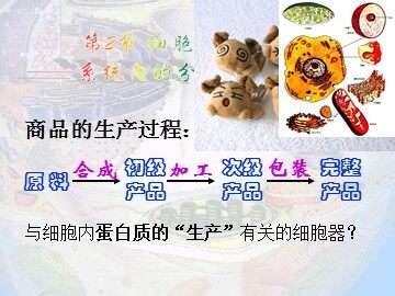 生物高中必修1第二章第二节课件5