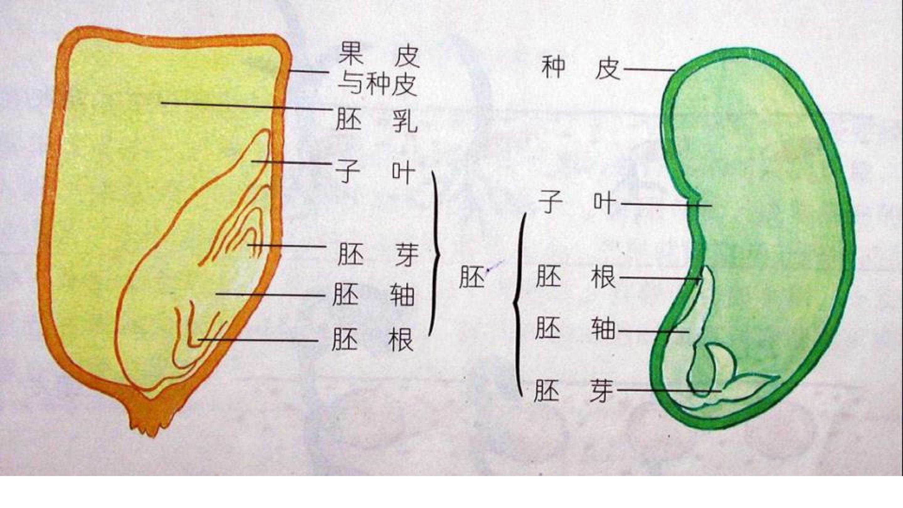 1.4种子的萌发 课件