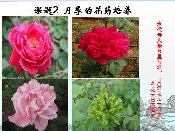 课题2　月季的花药培养 