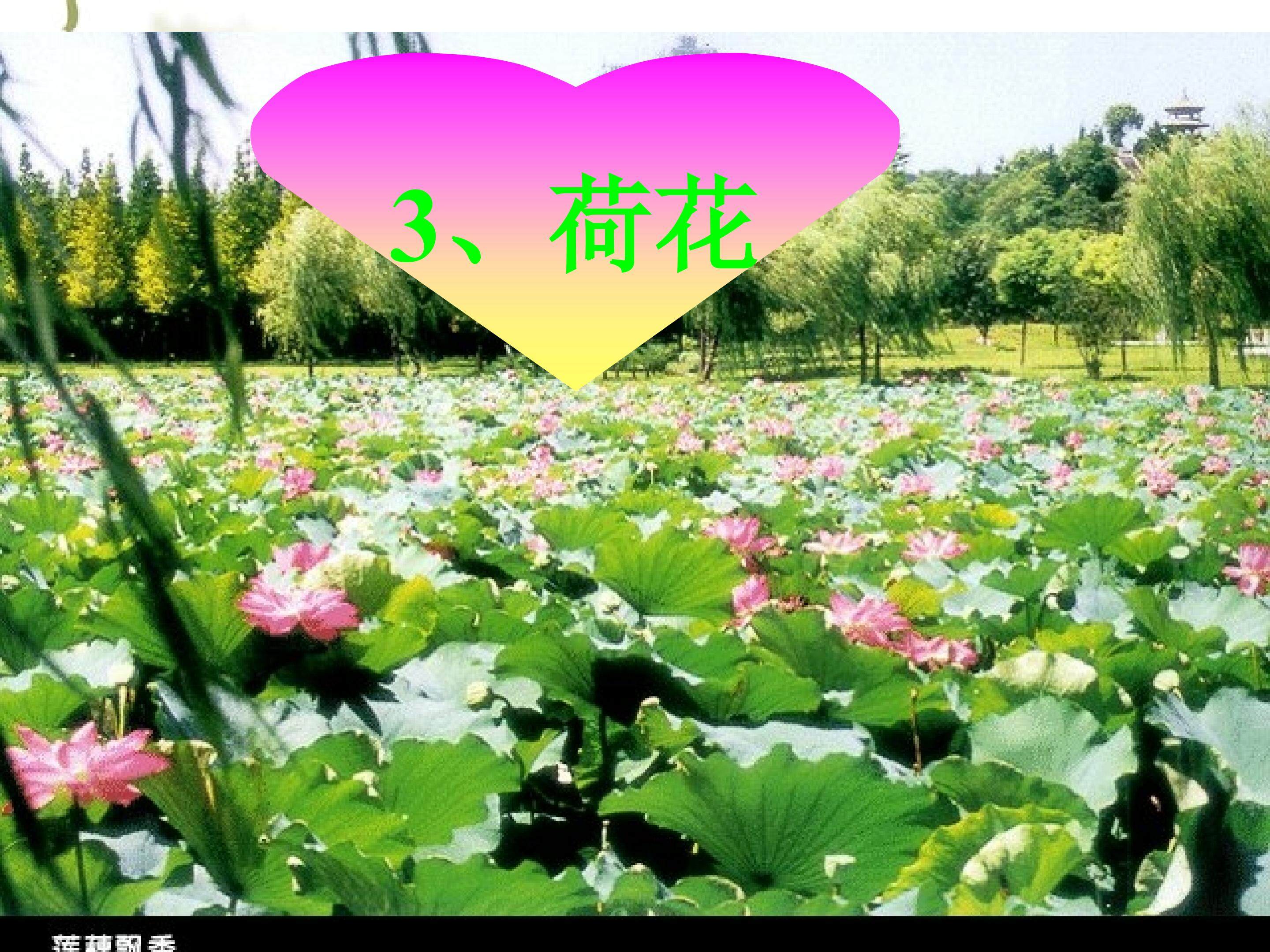 荷花