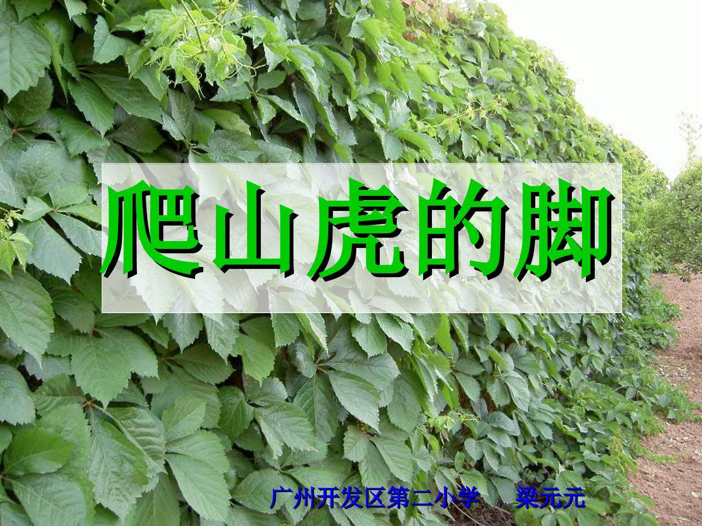 6.《爬山虎的脚》教学课件2