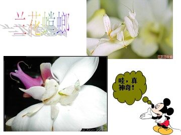 《有利于生存的本领》教学课件