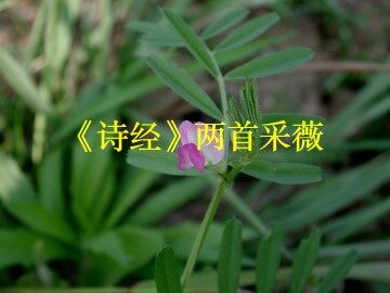 采薇_课件3