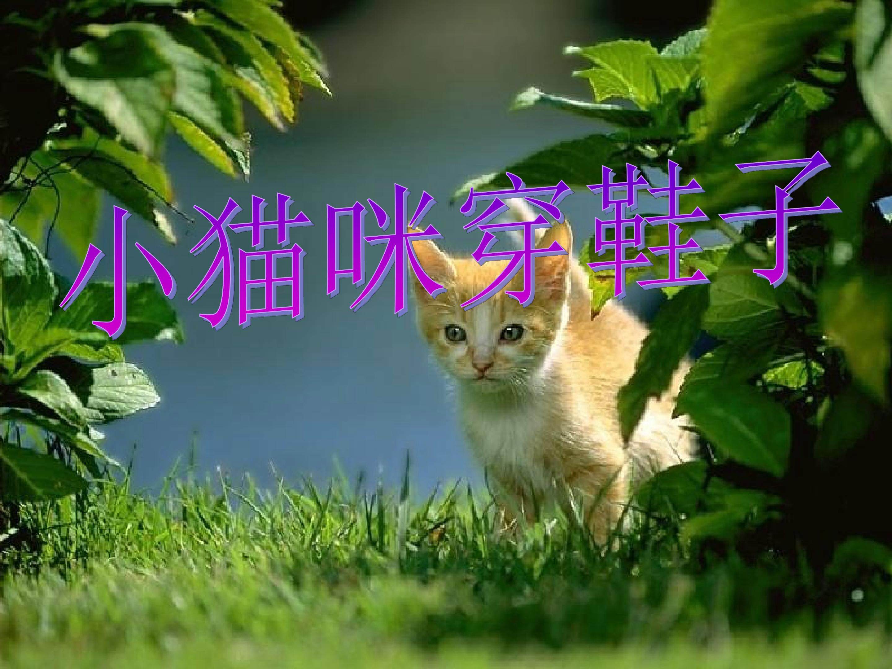 《小猫咪穿鞋子》
