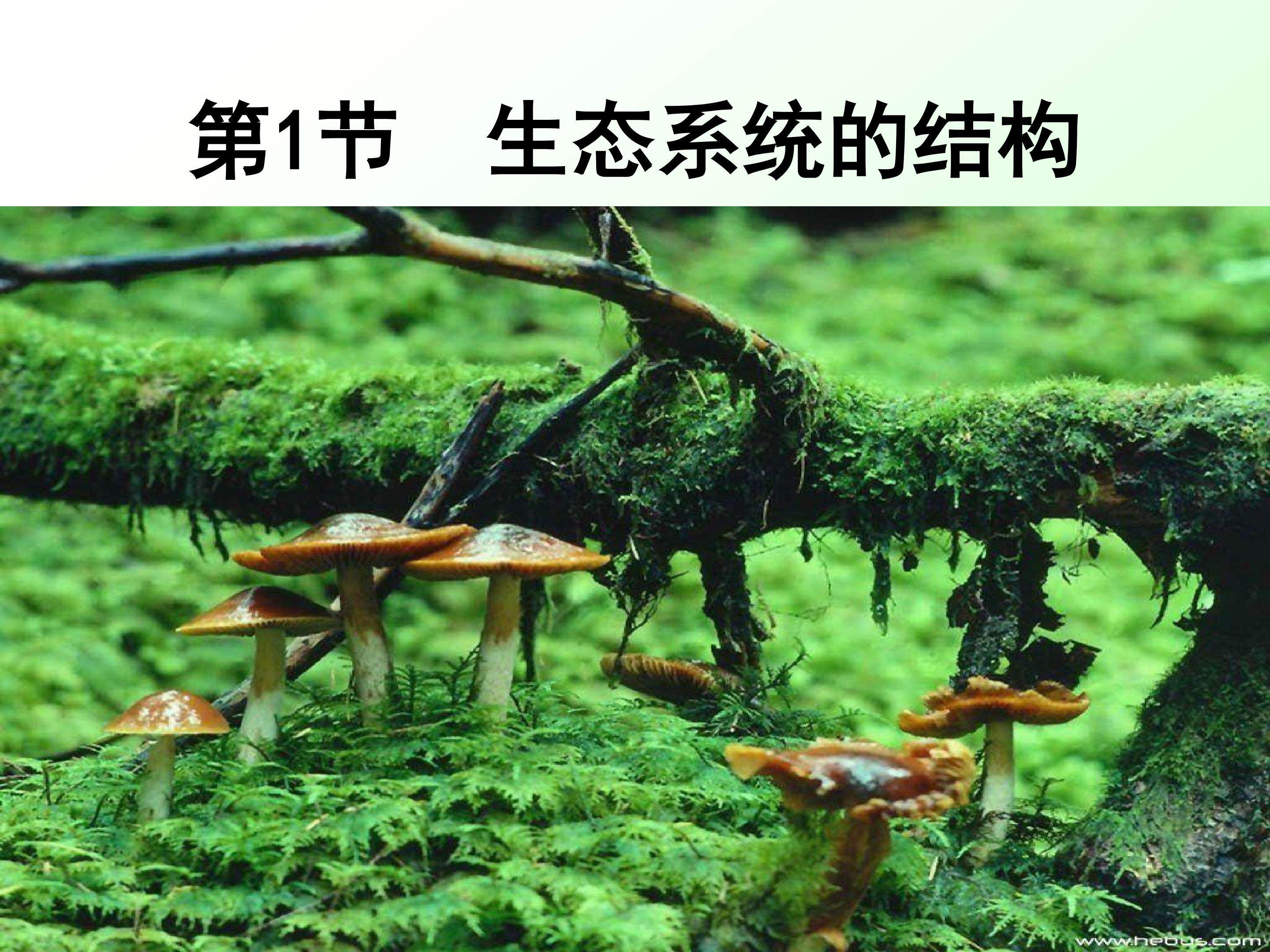 生态系统的结构