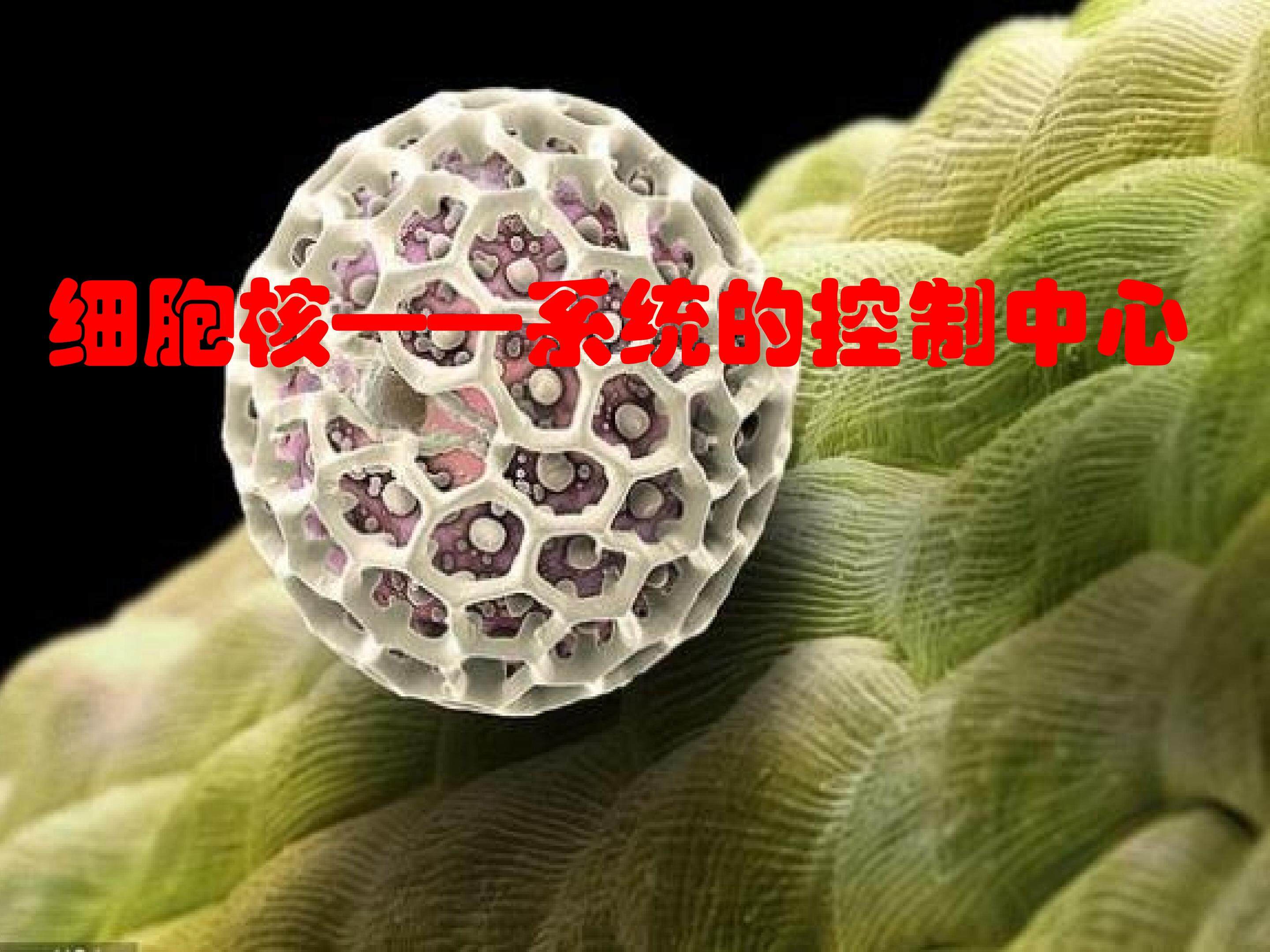 必修一第三章第3节《细胞核----系统的控制中心》.ppt