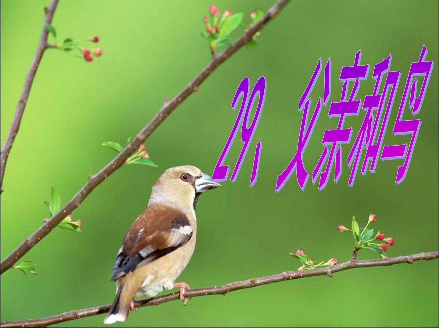 29 父亲和鸟 