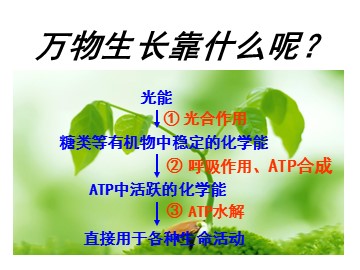 一  捕获光能的色素和结构