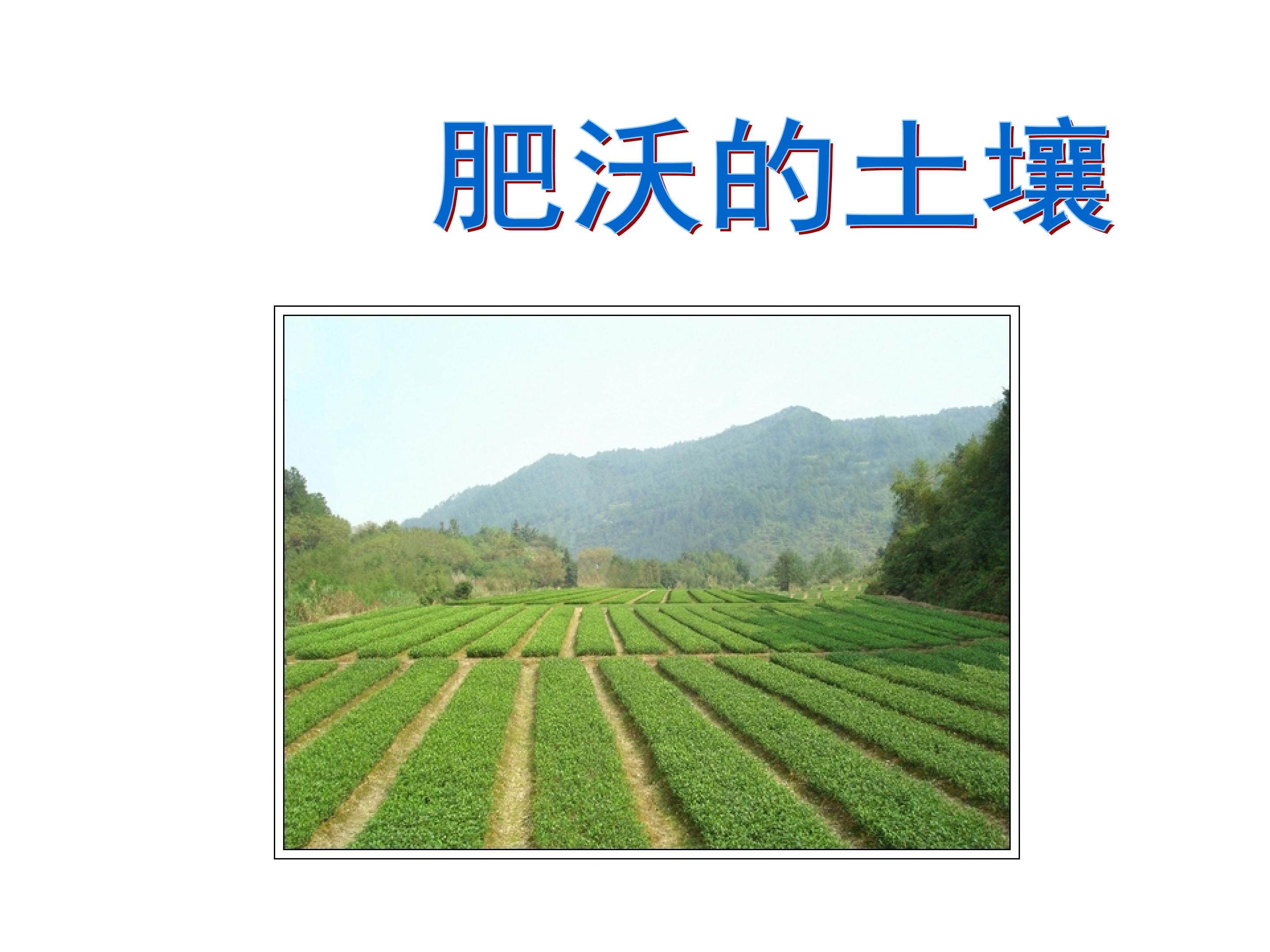 肥沃的土壤_课件1