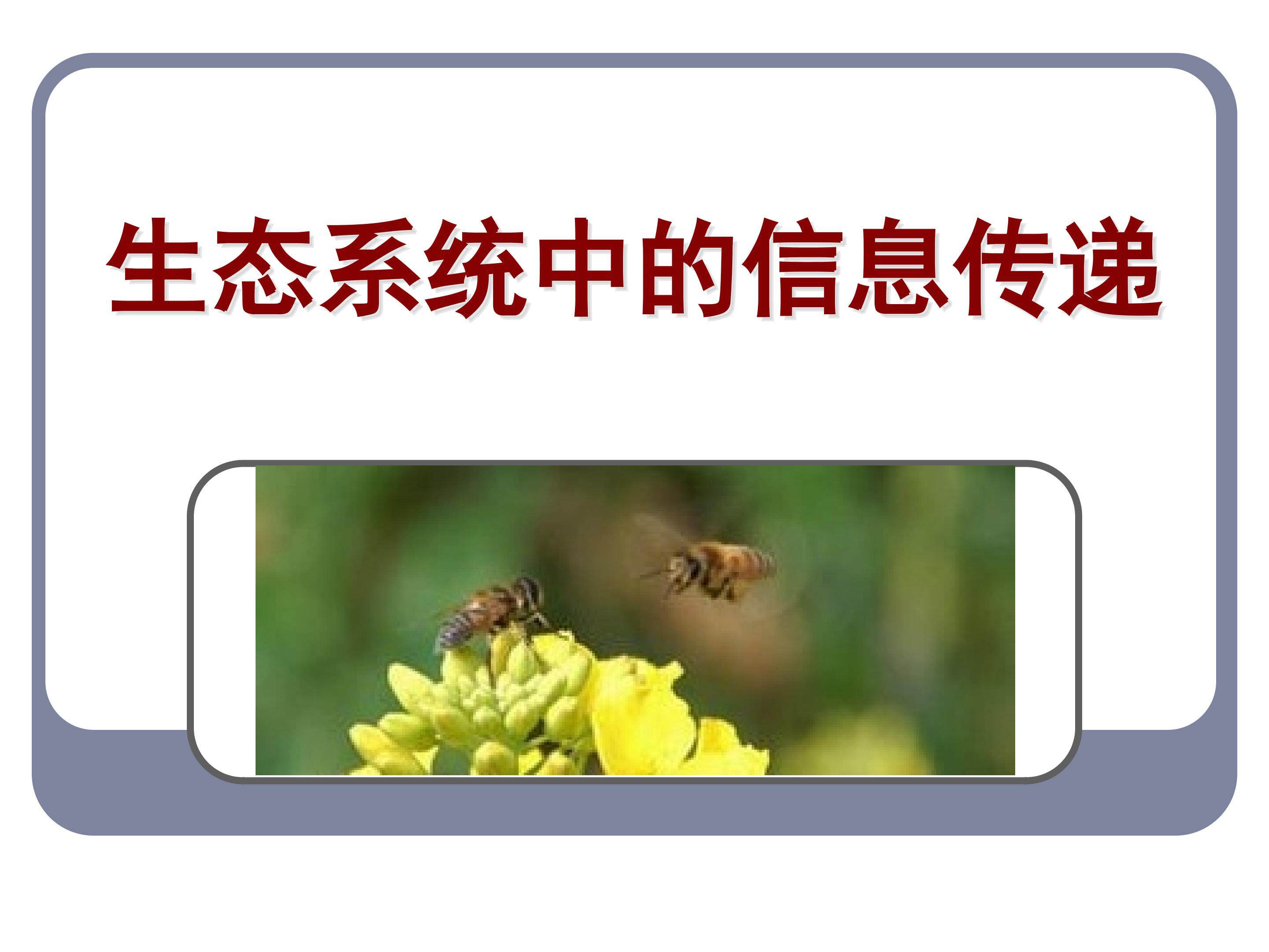 生态系统中的信息传递_课件1