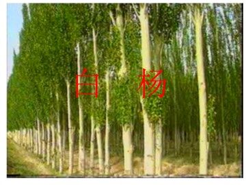白杨_课件2