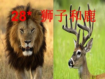 28* 狮子和鹿