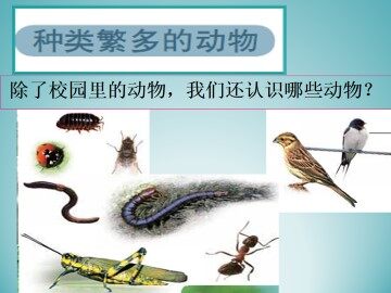 种类繁多的动物_课件1