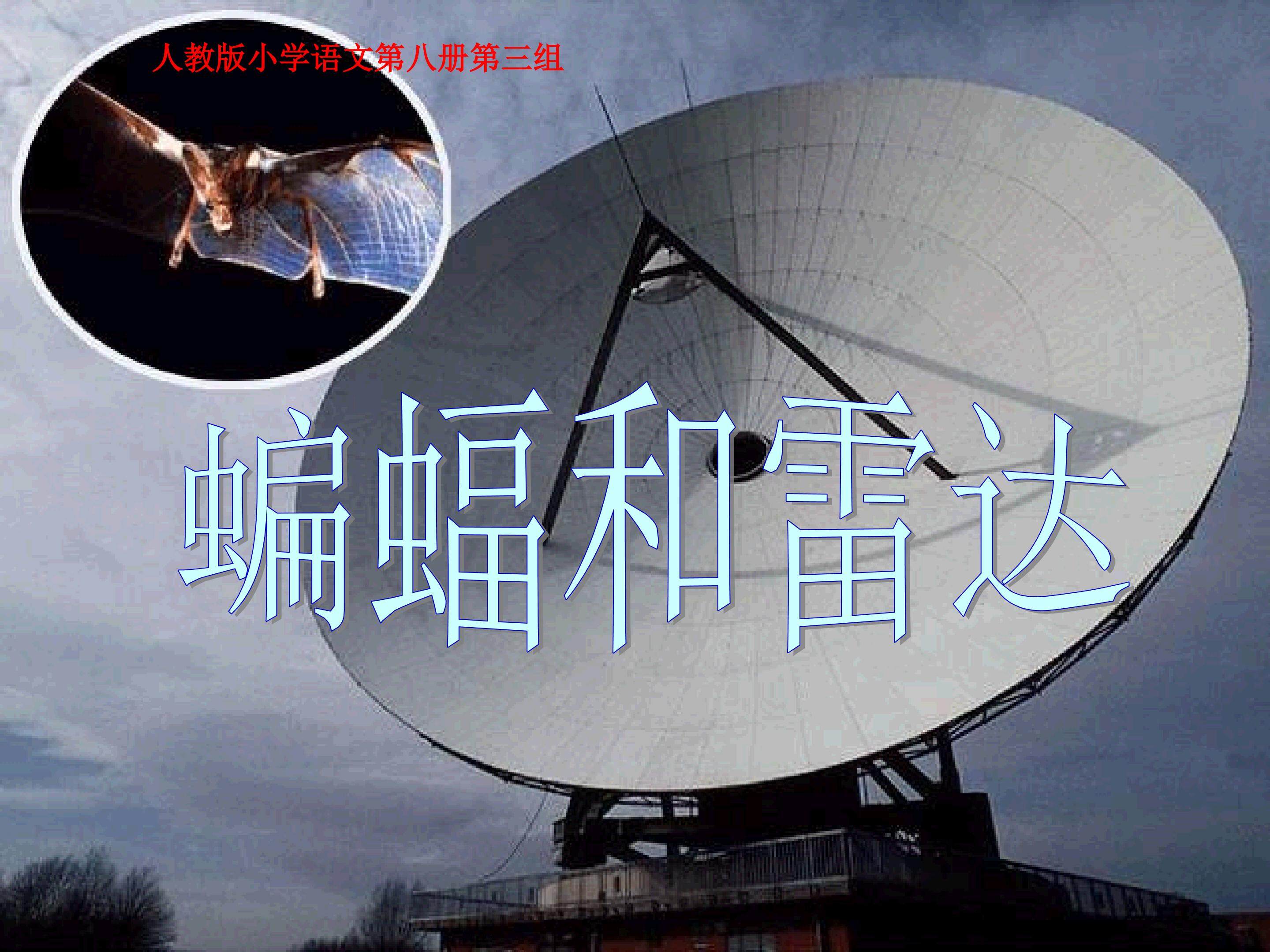 《蝙蝠和雷达》
