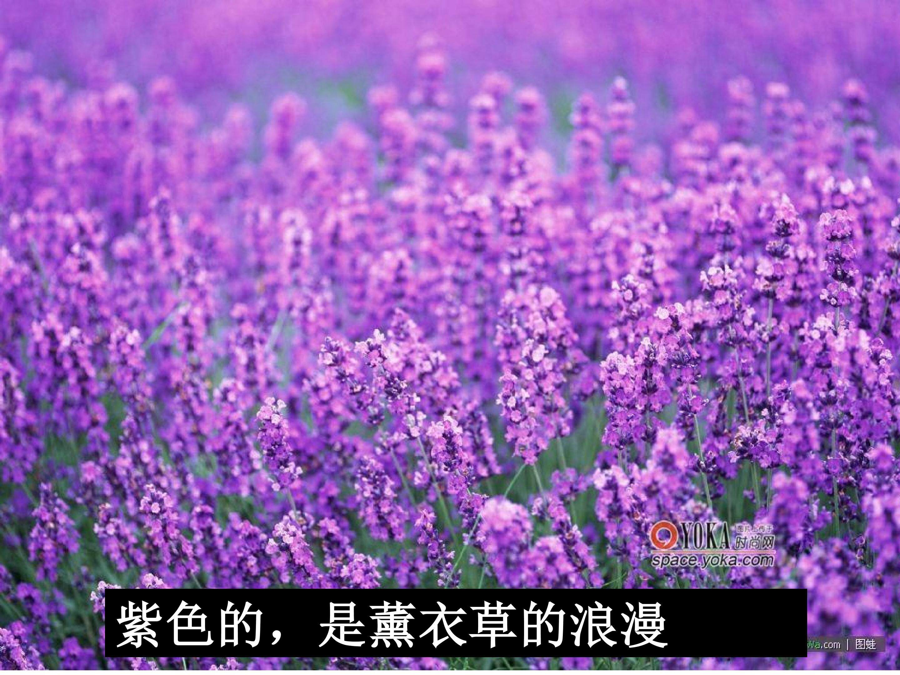 农业区位的选择