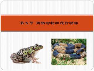 两栖动物与爬行动物