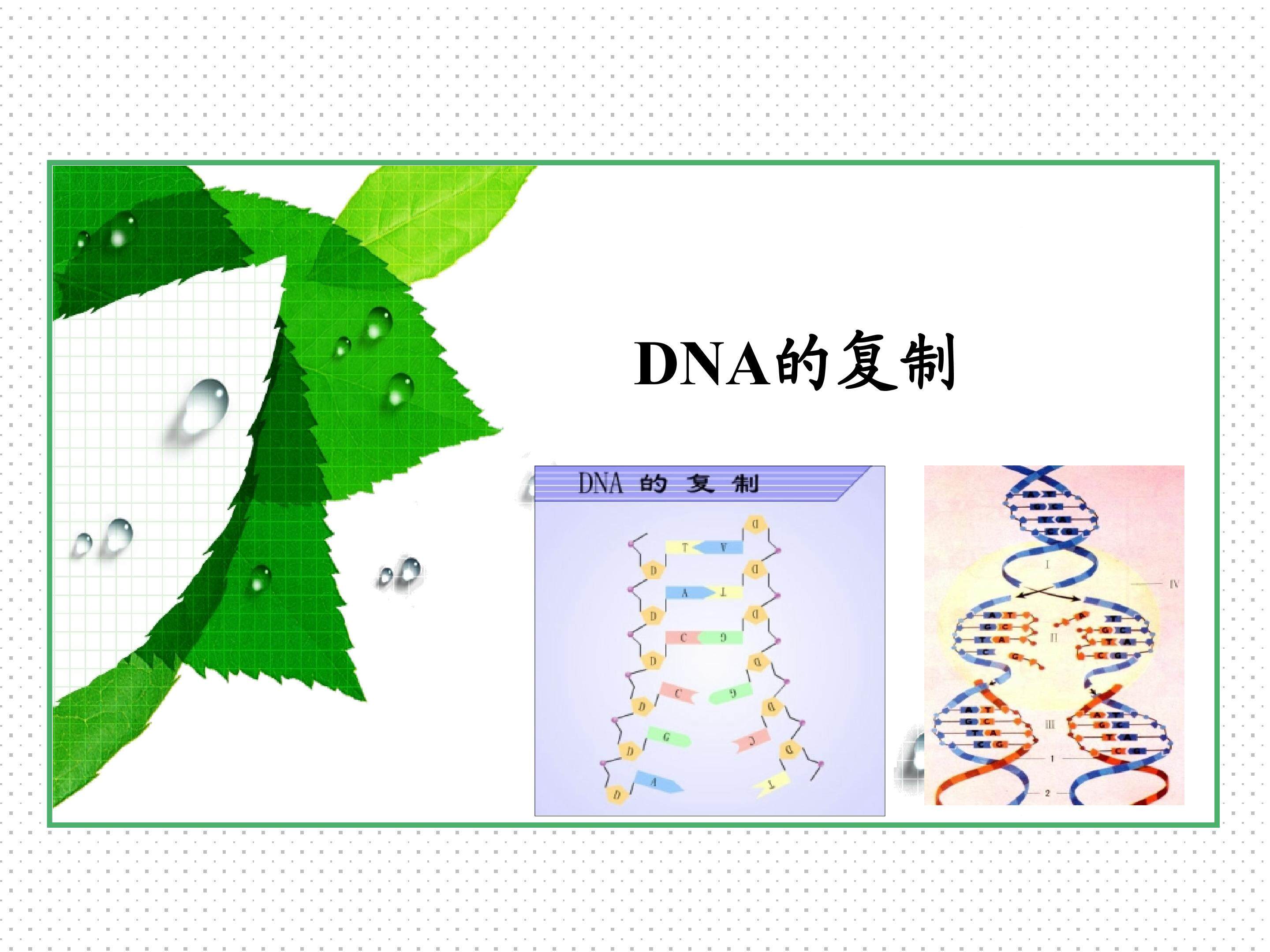 DNA的复制_课件1
