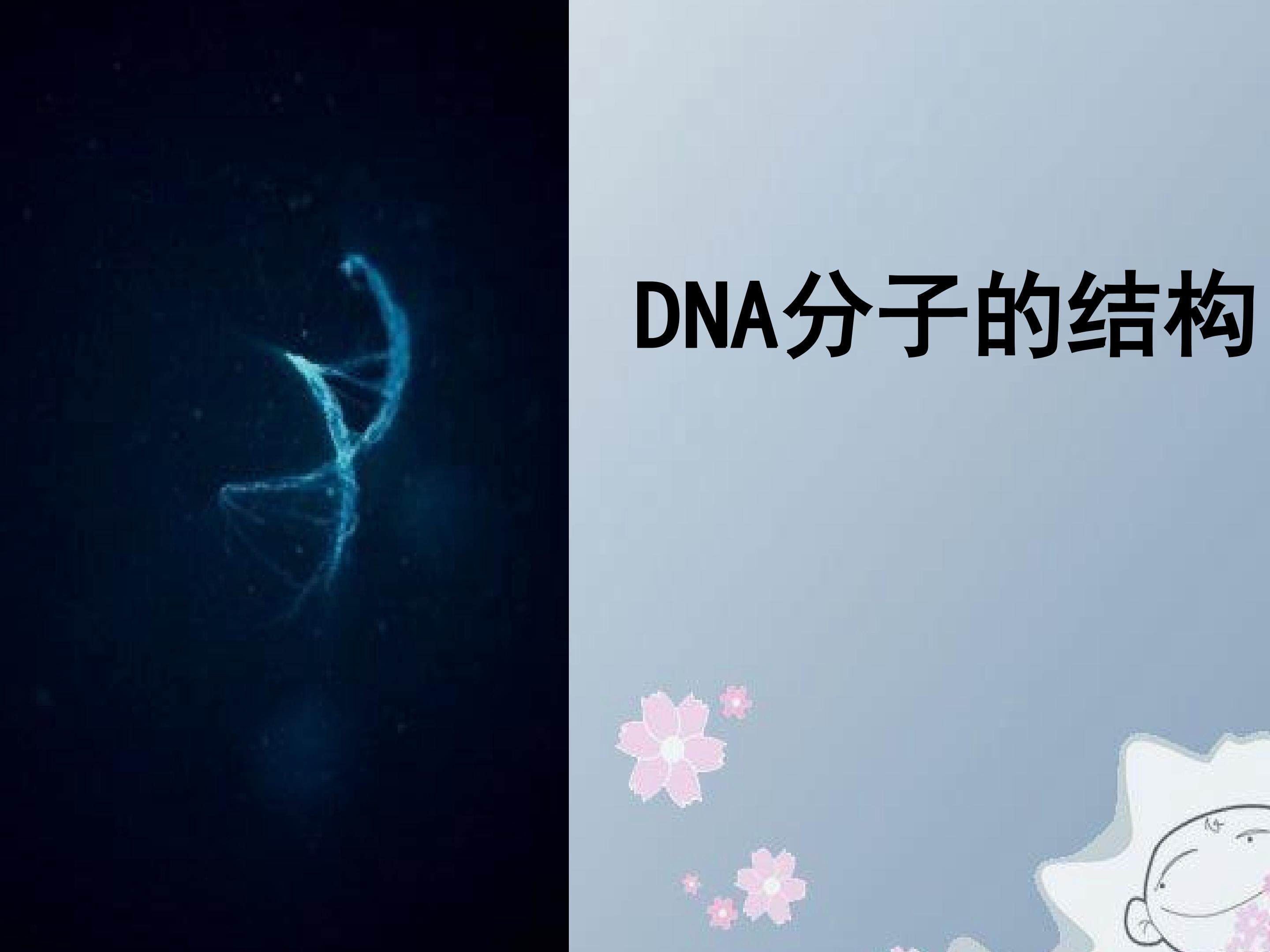 DNA分子的结构