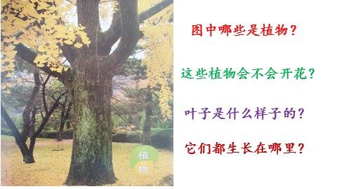 1．我们知道的植物