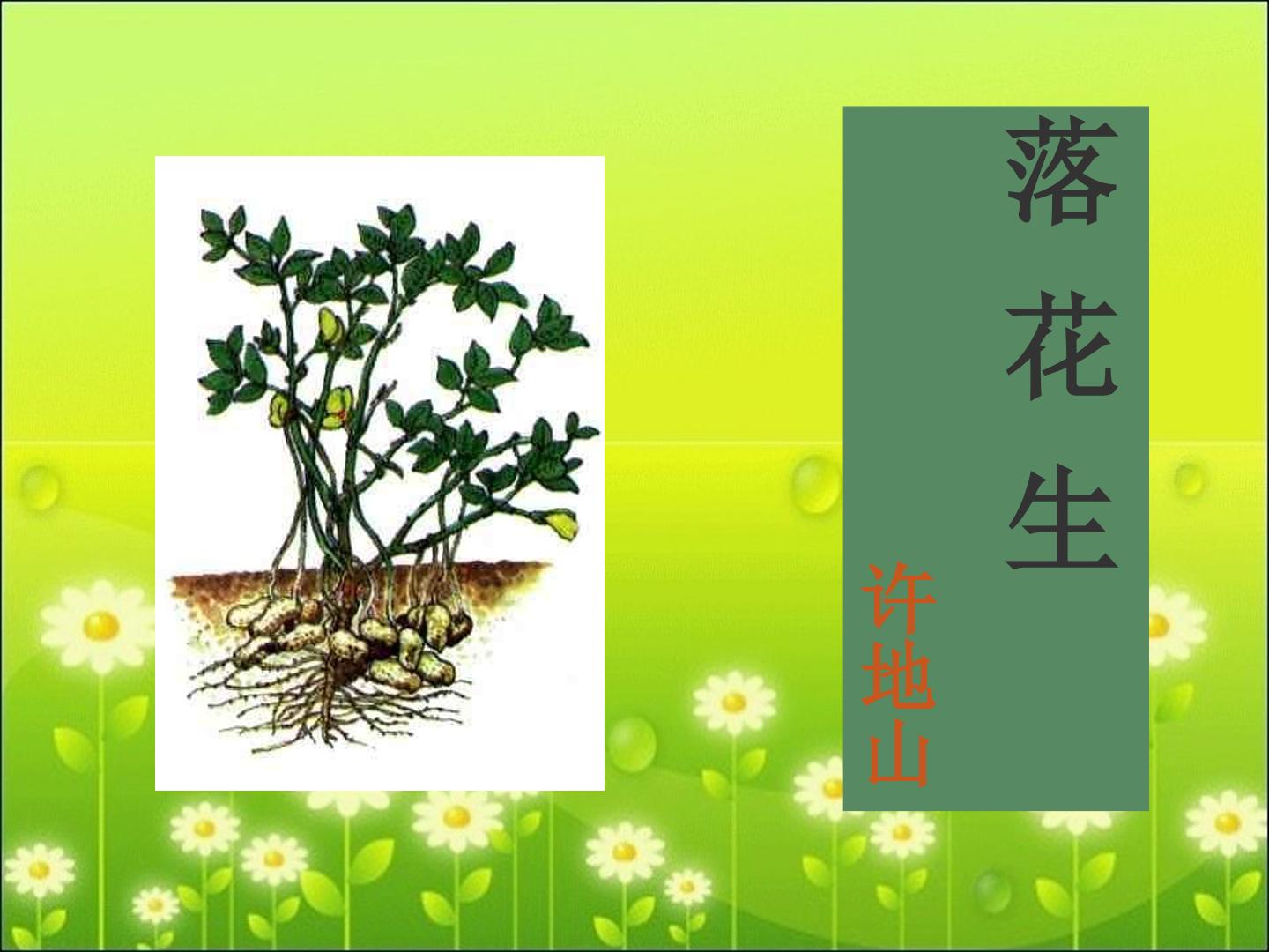 15 落花生