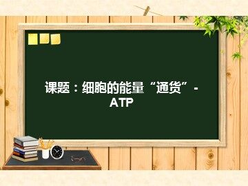 第2节  细胞的能量“通货”——ATP