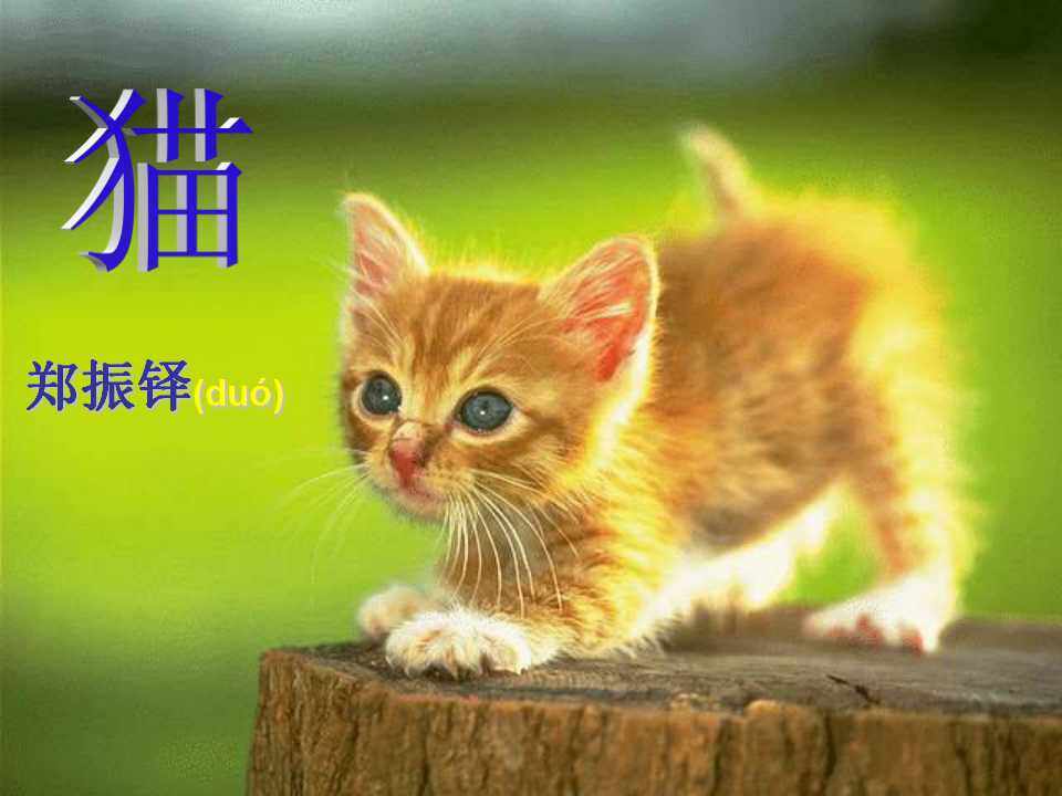 猫