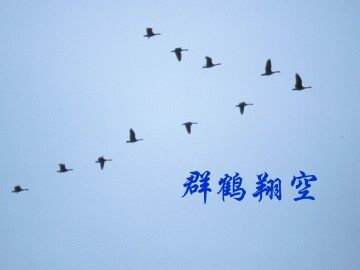 群鹤翔空_课件1