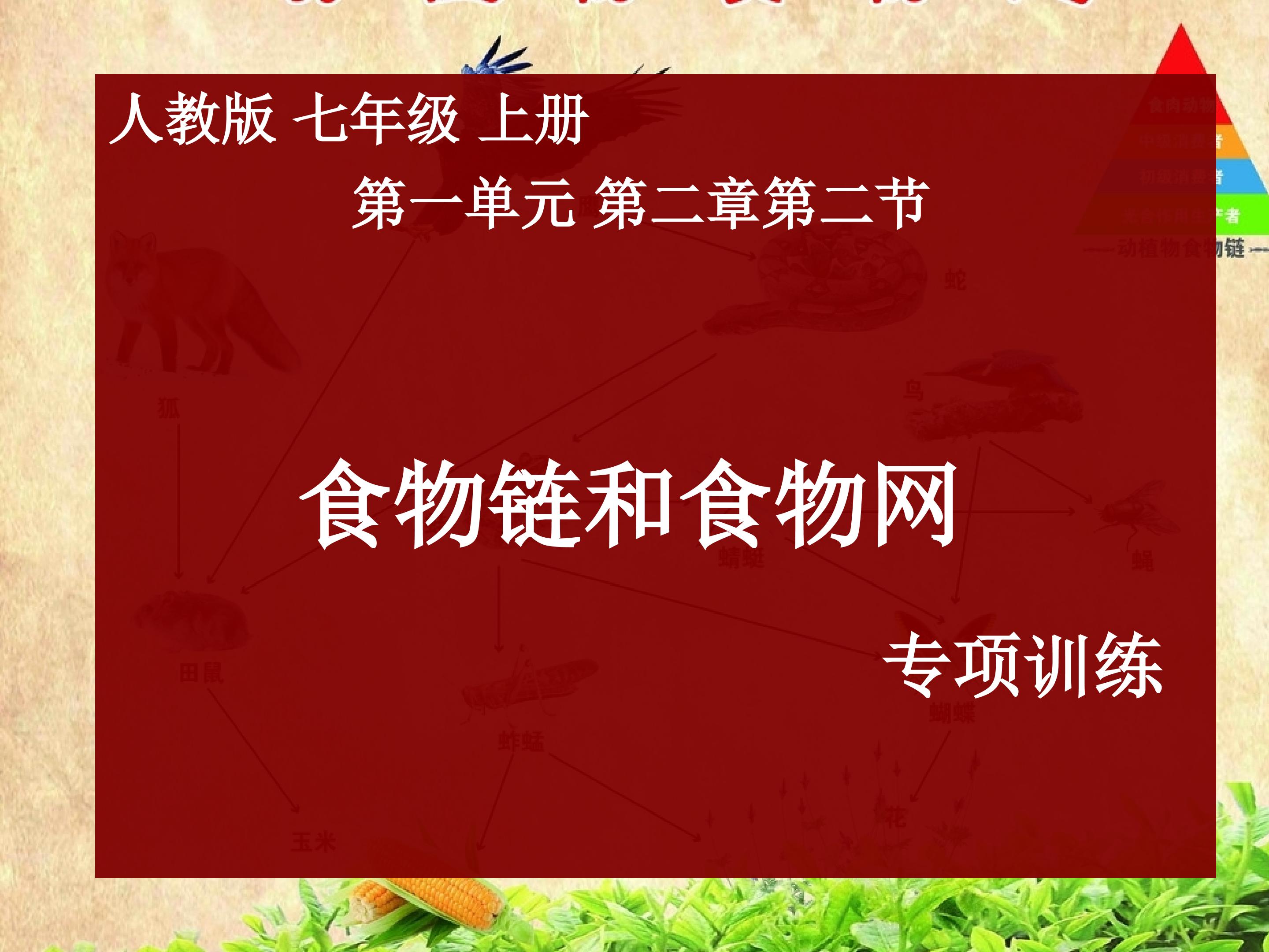 食物链和食物网专项训练