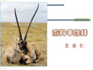 藏羚羊跪拜_课件1
